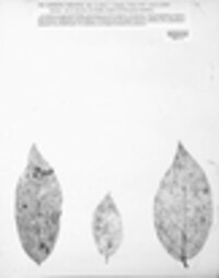 Asteroma inflatum image